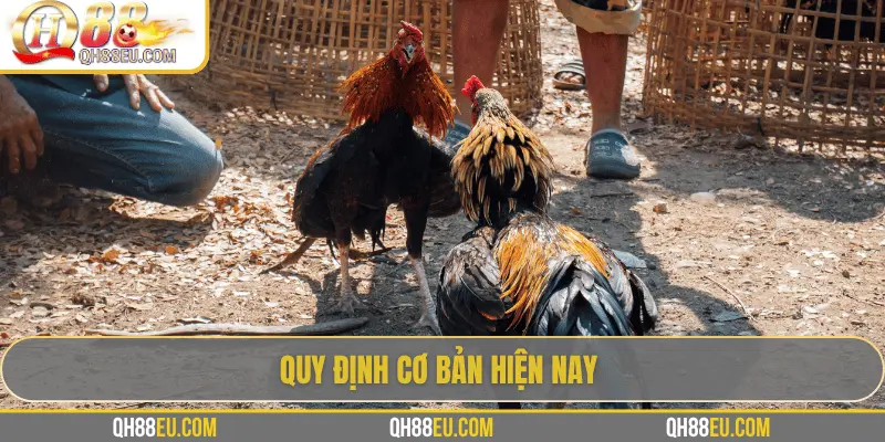 Quy định cơ bản hiện nay