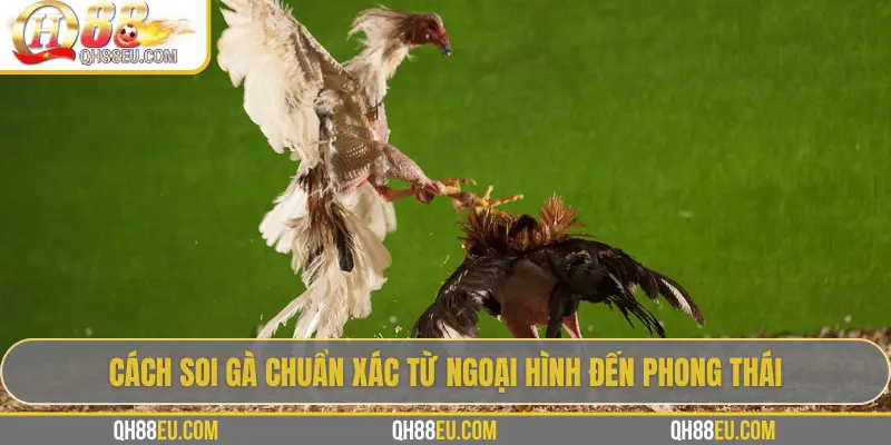 Cách soi gà chuẩn xác từ ngoại hình đến phong thái