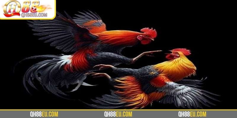 Vài nét về sảnh đá gà ODIN
